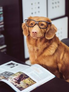 dog wearing glasses reading a magazine